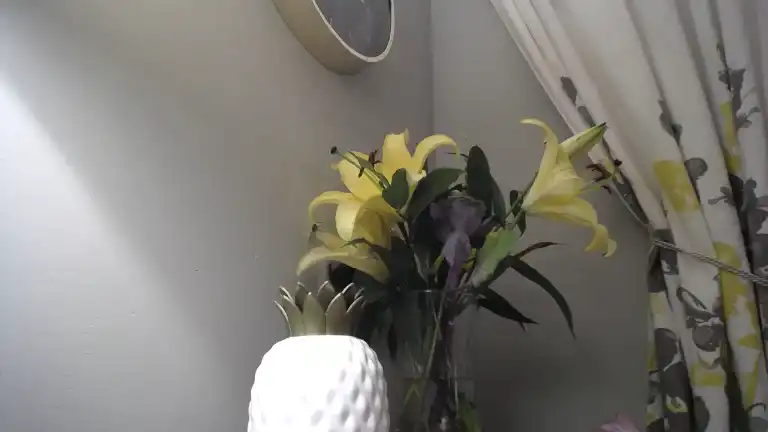 Annabelleflowers – StreamateLive Video Recording – 2025 05-28 08:46:48